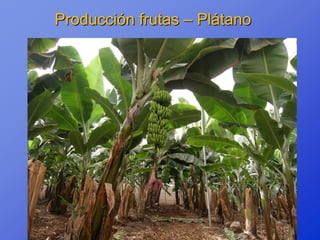 Producción frutas – Plátano
 