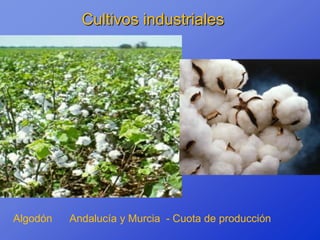 Cultivos industriales




Algodón   Andalucía y Murcia - Cuota de producción
 