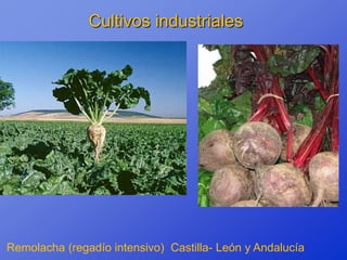 Cultivos industriales




Remolacha (regadío intensivo) Castilla- León y Andalucía
 