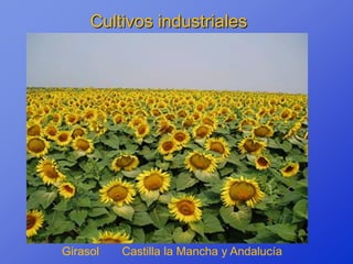 Cultivos industriales




Girasol   Castilla la Mancha y Andalucía
 