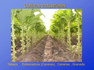 Cultivos industriales




Tabaco   Extremadura (Cáceres), Canarias , Granada
 