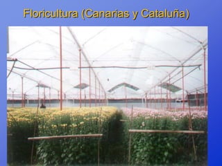 Floricultura (Canarias y Cataluña)
 