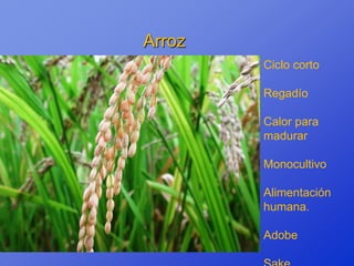 Arroz
        Ciclo corto

        Regadío

        Calor para
        madurar

        Monocultivo

        Alimentación
        humana.

        Adobe
 