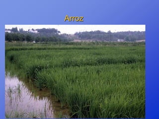 Arroz
 