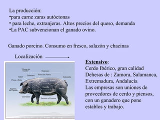 La producción:  para carne zaras autóctonas para leche, extranjeras. Altos precios del queso, demanda La PAC subvencionan el ganado ovino. Ganado porcino. Consumo en fresco, salazón y chacinas Localización Extensivo : Cerdo Ibérico, gran calidad Dehesas de : Zamora, Salamanca, Extremadura, Andalucía Las empresas son uniones de proveedores de cerdo y piensos, con un ganadero que pone establos y trabajo. 