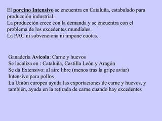 El  porcino Intensivo  se encuentra en Cataluña, estabulado para producción industrial. La producción crece con la demanda y se encuentra con el problema de los excedentes mundiales. La PAC ni subvenciona ni impone cuotas. Ganadería  Avícola : Carne y huevos Se localiza en : Cataluña, Castilla León y Aragón Se da Extensivo: al aire libre (menos tras la gripe aviar) Intensivo para pollos La Unión europea ayuda las exportaciones de carne y huevos, y también, ayuda en la retirada de carne cuando hay excedentes 