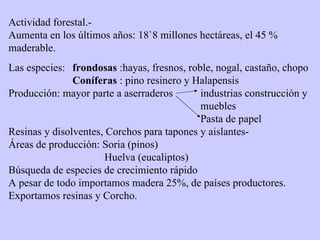 Actividad forestal.- Aumenta en los últimos años: 18`8 millones hectáreas, el 45 % maderable. Las especies:  frondosas  :hayas, fresnos, roble, nogal, castaño, chopo Coníferas  : pino resinero y Halapensis Producción: mayor parte a aserraderos industrias construcción y  muebles Pasta de papel Resinas y disolventes, Corchos para tapones y aislantes- Áreas de producción: Soria (pinos) Huelva (eucaliptos) Búsqueda de especies de crecimiento rápido A pesar de todo importamos madera 25%, de países productores. Exportamos resinas y Corcho. 
