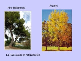 Pino Halapensis Fresnos La PAC ayuda en reforestación 