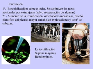 1º.- Especialización: carne o leche. Se sustituyen las razas nacionales por extranjeras (salvo recuperación de algunas) 2º.- Aumento de la tecnificación: ordeñadoras mecánicas, diseño científico del pienso, mayor tamaño de explotaciones y de nº de cabezas. Innovación La tecnificación Supone mayores Rendiemintos. 