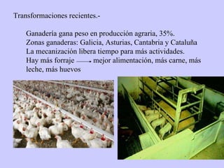 Transformaciones recientes.- Ganadería gana peso en producción agraria, 35%. Zonas ganaderas: Galicia, Asturias, Cantabria y Cataluña La mecanización libera tiempo para más actividades. Hay más forraje mejor alimentación, más carne, más leche, más huevos 