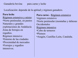 Ganadería bovina para carne y leche Localización: depende de la aptitud y régimen ganadero. Para carne .-  Régimen extensivo régimen extensivo Norte penínsular (montañas y dehesas Occidentales Régimen intensivo Cebo de terneros Piensos Aragón, Castillas León, Cataluña. Para leche Régimen extensivo y mixto : Norte penínsular, en pastos Naturales y grandes explotaciones de Andalucía Zona de forrajes en regadíos. Régimen intensivo Entorno de las ciudades Proximidad de mercados Forrajes y regadíos intensivos. 