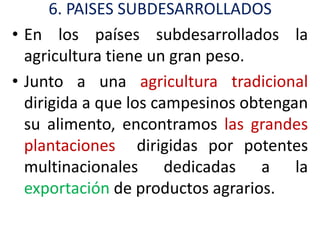 6. PAISES SUBDESARROLLADOS
• En los países subdesarrollados la
  agricultura tiene un gran peso.
• Junto a una agricultura tradicional
  dirigida a que los campesinos obtengan
  su alimento, encontramos las grandes
  plantaciones dirigidas por potentes
  multinacionales dedicadas a la
  exportación de productos agrarios.
 