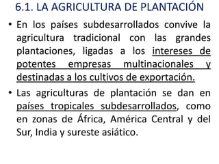 6.1. LA AGRICULTURA DE PLANTACIÓN
• En los países subdesarrollados convive la
  agricultura tradicional con las grandes
  plantaciones, ligadas a los intereses de
  potentes empresas multinacionales y
  destinadas a los cultivos de exportación.
• Las agriculturas de plantación se dan en
  países tropicales subdesarrollados, como
  en zonas de África, América Central y del
  Sur, India y sureste asiático.
 