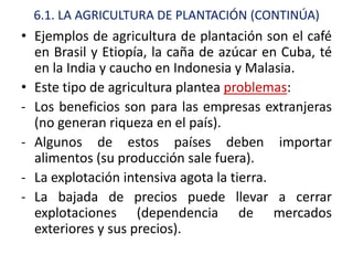 6.1. LA AGRICULTURA DE PLANTACIÓN (CONTINÚA)
• Ejemplos de agricultura de plantación son el café
  en Brasil y Etiopía, la caña de azúcar en Cuba, té
  en la India y caucho en Indonesia y Malasia.
• Este tipo de agricultura plantea problemas:
- Los beneficios son para las empresas extranjeras
  (no generan riqueza en el país).
- Algunos de estos países deben importar
  alimentos (su producción sale fuera).
- La explotación intensiva agota la tierra.
- La bajada de precios puede llevar a cerrar
  explotaciones (dependencia de mercados
  exteriores y sus precios).
 