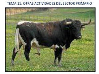 TEMA 11: OTRAS ACTIVIDADES DEL SECTOR PRIMARIO
 