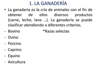 1. LA GANADERÍA
• La ganadería es la cría de animales con el fin de
  obtener      de    ellos    diversos     productos
  (carne, leche, lana …). La ganadería se puede
  clasificar atendiendo a diferentes criterios.
- Bovino               *Razas selectas
- Ovino
- Porcino
- Caprino
- Equino
- Avicultura
 