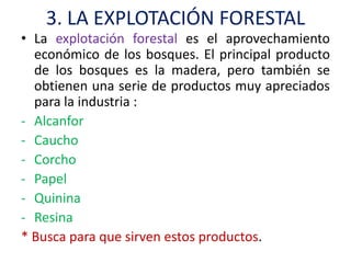 3. LA EXPLOTACIÓN FORESTAL
• La explotación forestal es el aprovechamiento
  económico de los bosques. El principal producto
  de los bosques es la madera, pero también se
  obtienen una serie de productos muy apreciados
  para la industria :
- Alcanfor
- Caucho
- Corcho
- Papel
- Quinina
- Resina
* Busca para que sirven estos productos.
 
