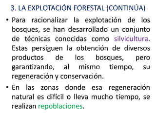 3. LA EXPLOTACIÓN FORESTAL (CONTINÚA)
• Para racionalizar la explotación de los
  bosques, se han desarrollado un conjunto
  de técnicas conocidas como silvicultura.
  Estas persiguen la obtención de diversos
  productos de los bosques, pero
  garantizando, al mismo tiempo, su
  regeneración y conservación.
• En las zonas donde esa regeneración
  natural es difícil o lleva mucho tiempo, se
  realizan repoblaciones.
 