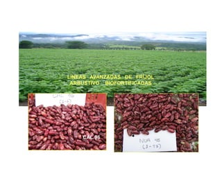 Cómo se involucra el sector privado en la salud pública: una visión del gremio a partir de la biofortificación