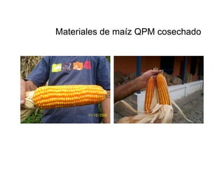 Cómo se involucra el sector privado en la salud pública: una visión del gremio a partir de la biofortificación