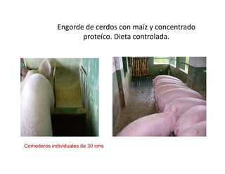 Cómo se involucra el sector privado en la salud pública: una visión del gremio a partir de la biofortificación