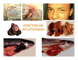 Cómo se involucra el sector privado en la salud pública: una visión del gremio a partir de la biofortificación