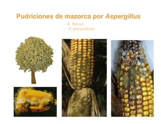 Cómo se involucra el sector privado en la salud pública: una visión del gremio a partir de la biofortificación