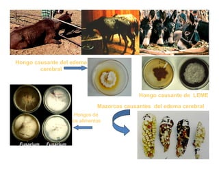 Cómo se involucra el sector privado en la salud pública: una visión del gremio a partir de la biofortificación