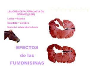 Cómo se involucra el sector privado en la salud pública: una visión del gremio a partir de la biofortificación