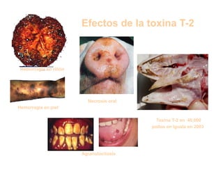 Cómo se involucra el sector privado en la salud pública: una visión del gremio a partir de la biofortificación