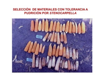 Cómo se involucra el sector privado en la salud pública: una visión del gremio a partir de la biofortificación