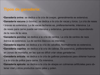 Tipos de ganadería:
•Ganadería ovina: se dedica a la cría de ovejas, generalmente es extensiva.
•Ganadería vacuna (o bovina): se dedica a la cría de vacas y toros. La cría de reses
• bravas es extensiva. La de vacas lecheras es, preferentemente, intensiva. La
de reses para carne puede ser intensiva y extensiva, generalmente dependiendo
de la raza de la vaca.
•Ganadería porcina: se dedica a la cría de cerdos. La cría de cerdos de raza
ibérica es extensiva. La de cerdos blancos es intensiva.
•Ganadería equina: se dedica a la cría de caballos. Normalmente es extensiva.
•Ganadería caprina: se dedica a la cría de cabras. Es extensiva, preferentemente
en zonas de montaña, en las que es difícil criar otras ganaderías.
•Ganadería avícola: se dedica a la cría de gallinas ponedoras para obtener huevos
o a la cría de pollos para carne. Es intensiva.
•Ganadería apícola: se dedica a la cría de abejas en colmenas artificiales para ob-
tener miel y otros productos como jalea y polen.
 