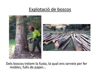 Explotació de boscos




Dels boscos trèiem la fusta, la qual ens serveix per fer
  mobles, fulls de paper...
 