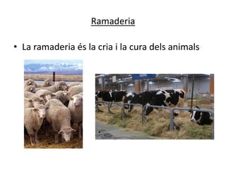 Ramaderia

• La ramaderia és la cria i la cura dels animals
 