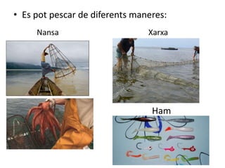 • Es pot pescar de diferents maneres:
     Nansa                      Xarxa




                                 Ham
 