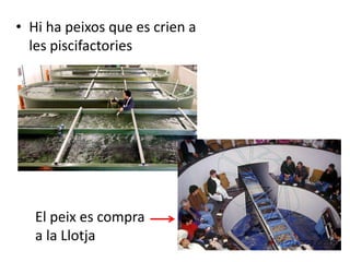 • Hi ha peixos que es crien a
  les piscifactories




   El peix es compra
   a la Llotja
 