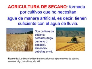 AGRICULTURA DE SECANO: formada
por cultivos que no necesitan
agua de manera artificial, es decir, tienen
suficiente con el agua de lluvia.
Son cultivos de
secano:
cereales (trigo,
centeno o
cebada),
almendro,
cebollas o vid.
Recuerda: La dieta mediterránea está formada por cultivos de secano
como el trigo, los olivos y la vid
 