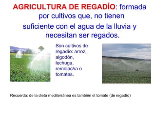 AGRICULTURA DE REGADÍO: formada
por cultivos que, no tienen
suficiente con el agua de la lluvia y
necesitan ser regados.
Son cultivos de
regadío: arroz,
algodón,
lechuga,
remolacha o
tomates.
Recuerda: de la dieta mediterránea es también el tomate (de regadío)
 