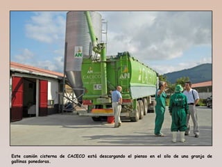 Este camión cisterna de CACECO está descargando el pienso en el silo de una granja de
gallinas ponedoras.
 