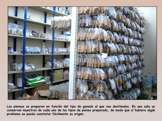 Los piensos se preparan en función del tipo de ganado al que van destinados. En una sala se
conservan muestras de cada uno de los tipos de pienso preparado, de modo que si hubiera algún
problema se pueda constatar fácilmente su origen.
 