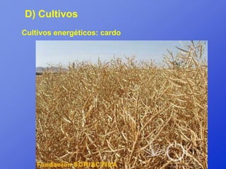 D) Cultivos
Cultivos energéticos: cardo
 