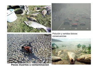 Polución y vertidos tóxicos:
consecuencias
 