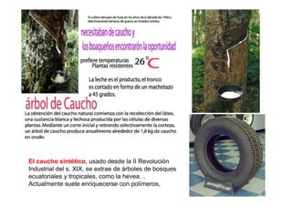 El caucho sintético, usado desde la II Revolución
Industrial del s. XIX, se extrae de árboles de bosques
ecuatoriales y tropicales, como la hevea…
Actualmente suele enriquecerse con polímeros,
 