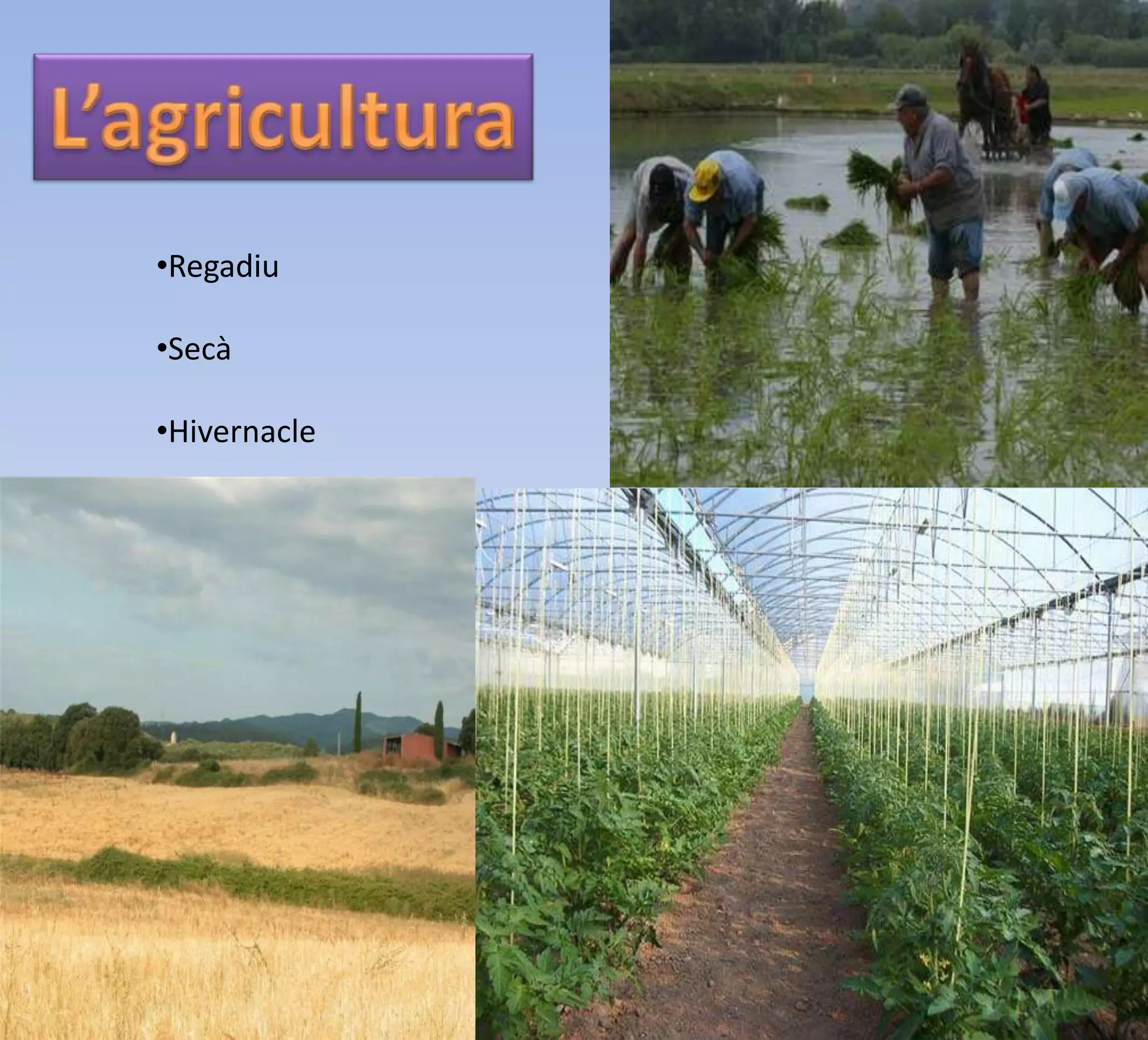 •Regadiu
•Secà
•Hivernacle
 