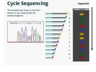 migración




graphics taken from Cold Spring
Harbor Laboratory web site:
darwin.cshl.org/shockan.html
 