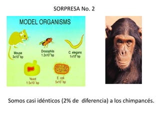 SORPRESA No. 2




Somos casi idénticos (2% de diferencia) a los chimpancés.
 