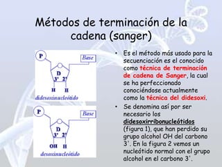Métodos de terminación de la
     cadena (sanger)
              • Es el método más usado para la
                secuenciación es el conocido
                como técnica de terminación
                de cadena de Sanger, la cual
                se ha perfeccionado
                conociéndose actualmente
                como la técnica del didesoxi.
              • Se denomina así por ser
                necesario los
                didesoxirribonucleótidos
                (figura 1), que han perdido su
                grupo alcohol OH del carbono
                3'. En la figura 2 vemos un
                nucleótido normal con el grupo
                alcohol en el carbono 3'.
 