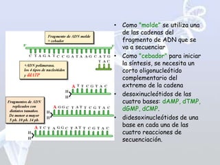 • Como "molde" se utiliza una
  de las cadenas del
  fragmento de ADN que se
  va a secuenciar
• Como "cebador" para iniciar
  la síntesis, se necesita un
  corto oligonucleótido
  complementario del
  extremo de la cadena
• desoxinucleótidos de las
  cuatro bases: dAMP, dTMP,
  dGMP, dCMP.
• didesoxinucleótidos de una
  base en cada una de las
  cuatro reacciones de
  secuenciación.
 