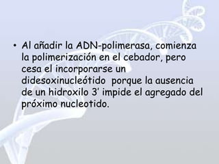 • Al añadir la ADN-polimerasa, comienza
  la polimerización en el cebador, pero
  cesa el incorporarse un
  didesoxinucleótido porque la ausencia
  de un hidroxilo 3’ impide el agregado del
  próximo nucleotido.
 