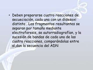 • Deben prepararse cuatro reacciones de
  secueciación, cada una con un didesoxi
  distinto . Los fragmentos resultantes se
  separan por tamaño mediante
  electroforesis, se autorradiografían, y la
  sucesión de bandas de cada una de las
  cuatro reacciones, comparándolas entre
  sí,dan la secuencia del ADN
 